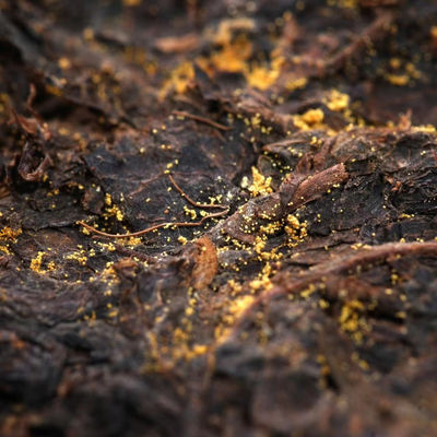 Brew to Drink Selected Black Tea Gifts from Shaanxi Flat Tummy Tea Series with Ancient Production Techniques on the List