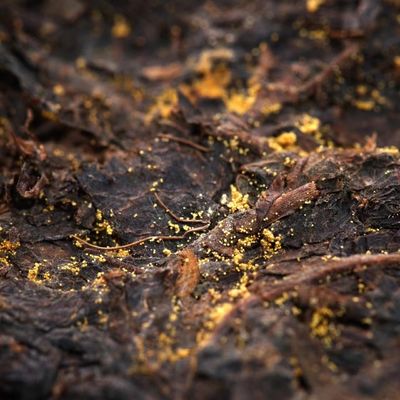 Style Dark Tea Shaanxi Official Tea Golden Flower Black Tea Custom Tea Instruction for Brew to Drink